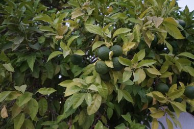 Citrus sinensis ağacının olgunlaşmamış meyvesi. Citrus sinensis, Tatlı Portakal Grubu, kan portakalları ve göbek portakalları da dahil olmak üzere yaygın olarak ekilmiş tatlı portakalları içerir. Kolympia, Rodos, Yunanistan