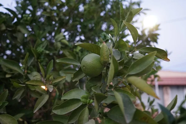 Незрелый Плод Цитрусового Синесина Citrus Sinensis Sweet Orange Group Включает — стоковое фото