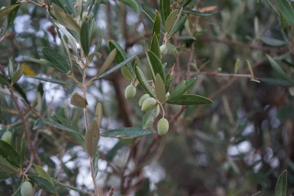 Оливковое Ботаническое Название Olea Europaea Означающее Европейская Олива Является Разновидностью — стоковое фото