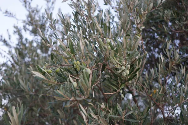 Der Botanische Name Olea Europaea Bedeutet Europäische Olive Und Ist — Stockfoto