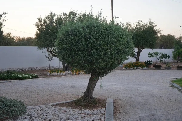 オリーブ Olea Europeea ヨーロッパのオリーブ という意味で 地中海沿岸で伝統的に見られる科の小さな木の一種です コリンピア ロードス島 ギリシャ — ストック写真