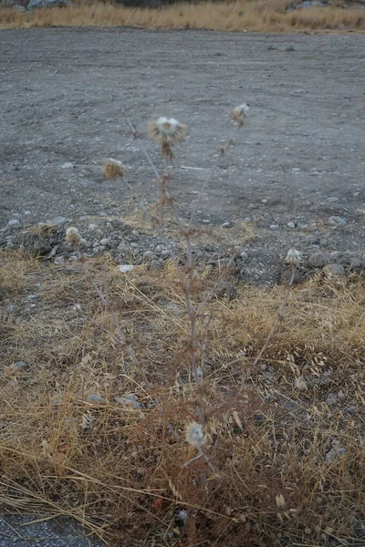 Chardon Sec Août Carduus Est Genre Plantes Famille Des Asteraceae — Photo