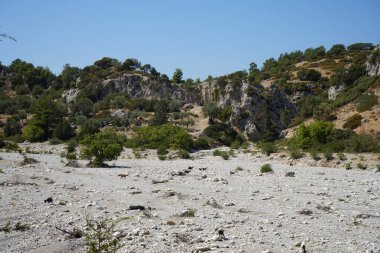 Yunan dağ keçileri kuru bir nehir yatağında otluyor. Kolympia, Rodos, Yunanistan 