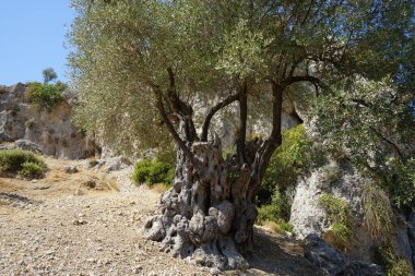 Olea europaea, Oleaceae familyasından, geleneksel olarak Akdeniz Havzası 'nda bulunan bir zeytin türüdür. Kolympia, Rodos, Yunanistan