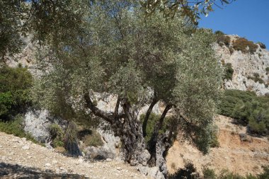 Olea europaea, Oleaceae familyasından, geleneksel olarak Akdeniz Havzası 'nda bulunan bir zeytin türüdür. Kolympia, Rodos, Yunanistan