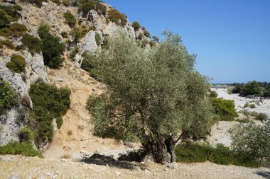 Olea europaea, Oleaceae familyasından, geleneksel olarak Akdeniz Havzası 'nda bulunan bir zeytin türüdür. Kolympia, Rodos, Yunanistan