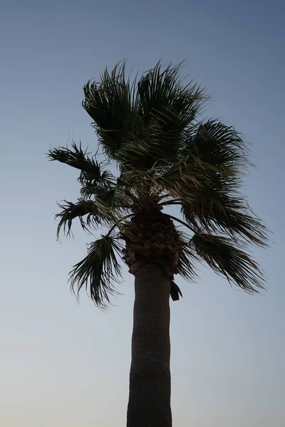 Palmeira Fundo Céu Noite Kolimpia Rodes Grécia — Fotografia de Stock