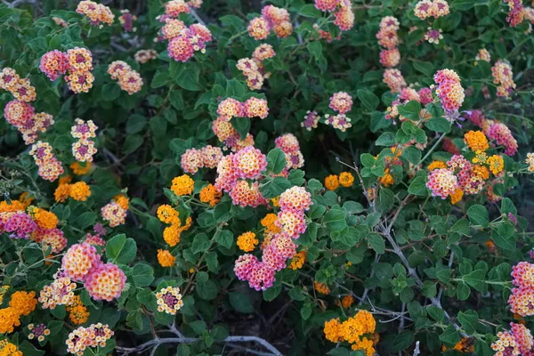 Lantana Camara Синонимы Общий Лантана Испанский Флаг Korsu Wiri Korsoe — стоковое фото