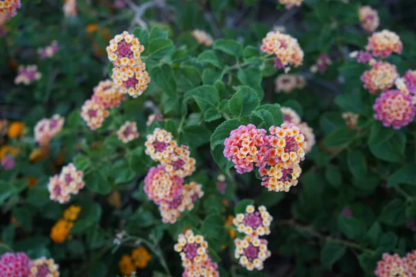 Lantana Camara Синонимы Общий Лантана Испанский Флаг Korsu Wiri Korsoe — стоковое фото