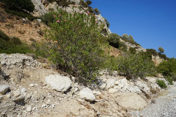 Magnífico Paisaje Montañoso Las Proximidades Del Lecho Del Río Loutani — Foto de Stock