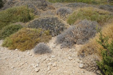 Eylül ayında Rodos adasında kıyı garnizonu. Garrigue ya da garigue (phrygana olarak da bilinir), Akdeniz temizlik biyologunda yer alan bir bitki topluluğudur. Kolympia, Yunanistan