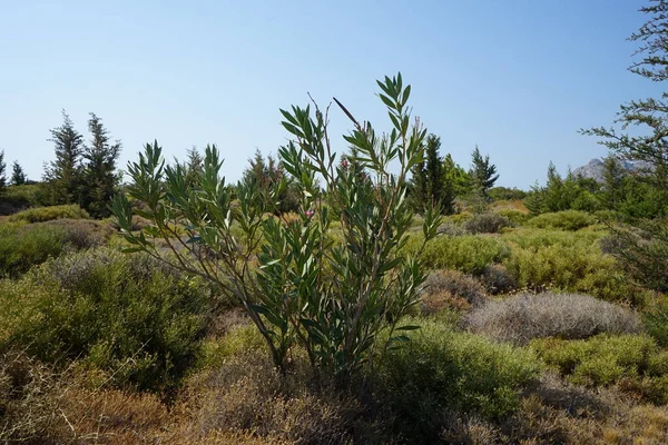 Nerium Oleander Oleander Nerium Είναι Θάμνος Μικρό Δέντρο Που Καλλιεργείται — Φωτογραφία Αρχείου