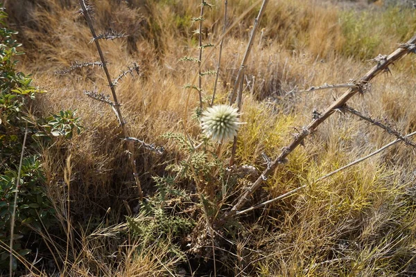 Echinops Spinosissimus Gatunek Rośliny Rodziny Astrowatych Asteraceae Kolympia Rodos Grecja — Zdjęcie stockowe