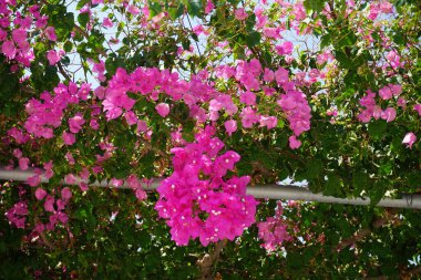 Çiçekli bir bougainvillea çalısı, onsuz yazın Rodos manzarası düşünülemez. Bougainvillea spectabilis, çiçekli bir bitki türüdür. Kolympia, Rodos, Yunanistan