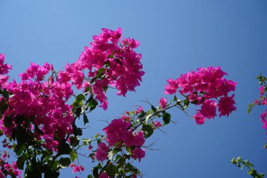 Çiçekli bir bougainvillea çalısı, onsuz yazın Rodos manzarası düşünülemez. Bougainvillea spectabilis, çiçekli bir bitki türüdür. Kolympia, Rodos, Yunanistan
