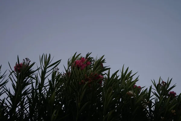 Nerium Oleander Oleandro Nerium Arbusto Pequena Árvore Cultivada Todo Mundo — Fotografia de Stock