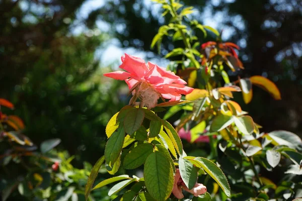 Прекрасная Розовая Роза Цветет Летом Парке Роза Древесное Многолетнее Цветущее — стоковое фото