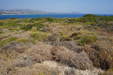 Flag Hill 'de kuraklığa dayanıklı bitki örtüsüyle muhteşem bir Akdeniz manzarası. Kolympia, Rodos, Yunanistan