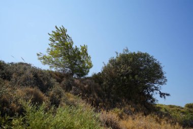 Flag Hill 'de kuraklığa dayanıklı bitki örtüsüyle muhteşem bir Akdeniz manzarası. Kolympia, Rodos, Yunanistan