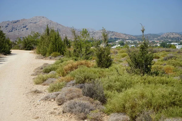 Υπέροχο Μεσογειακό Τοπίο Ανθεκτικά Στην Ξηρασία Φυτά Μια Γραφική Περιοχή — Φωτογραφία Αρχείου