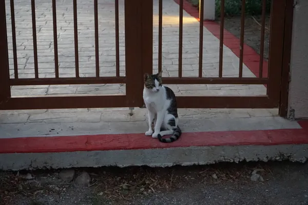 一只灰白色的短毛猫正坐在金属门门前的台阶上 希腊罗得岛Kolympia — 图库照片
