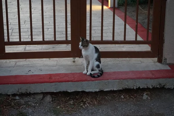 Gato Cabelos Curtos Cor Cinza Branca Está Sentado Porta Portão — Fotografia de Stock