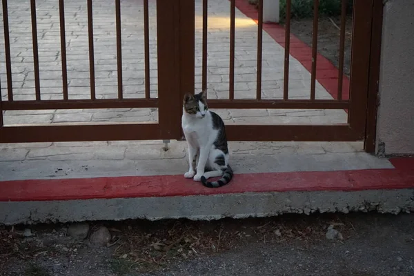 Kısa Saçlı Gri Beyaz Renkli Bir Kedi Metal Kapının Eşiğinde — Stok fotoğraf