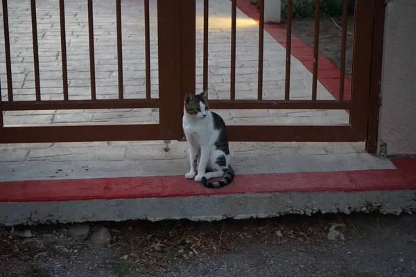 Een Kortharige Kat Van Grijs Witte Kleur Zit Stoep Bij — Stockfoto