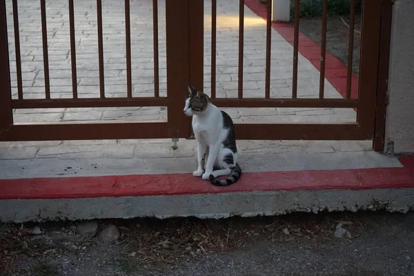 Krótkowłosy Kot Szaro Białym Kolorze Siedzi Progu Przy Metalowej Bramie — Zdjęcie stockowe