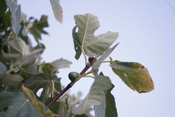 Инжир Является Съедобным Плодом Ficus Carica Вида Небольшого Дерева Цветущем — стоковое фото