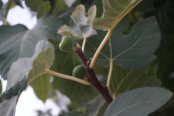 Инжир Является Съедобным Плодом Ficus Carica Вида Небольшого Дерева Цветущем — стоковое фото