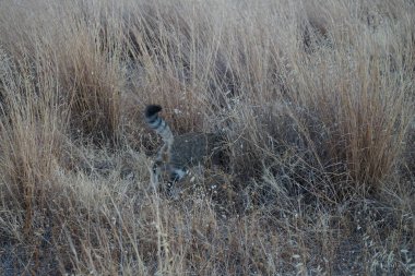 Çayırdaki gri-beyaz steyşın kedi. Kolimpia, Rodos, Yunanistan 