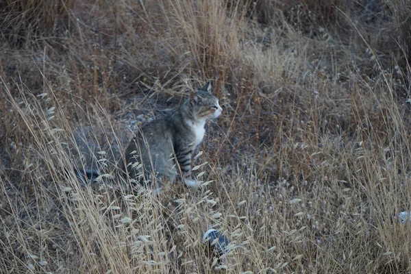 Gray White Shorthair Cat Meadow Kolimpia Rhodes Greece — Stock Photo, Image