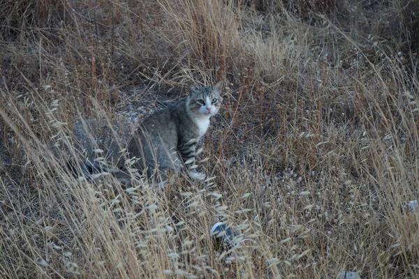 회색은 초원에 고양이입니다 그리스 로도스 — 스톡 사진