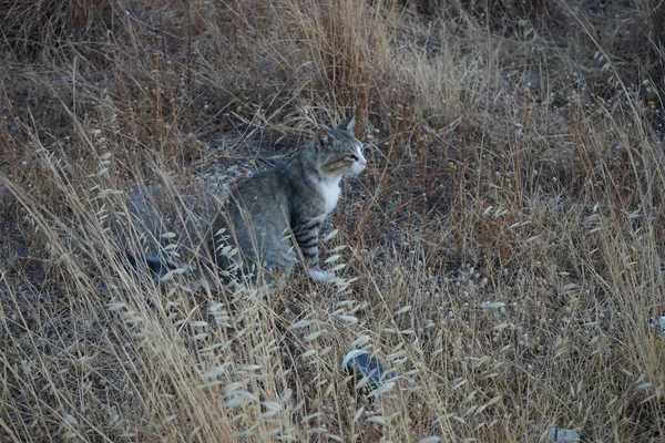 Gray White Shorthair Cat Meadow Kolimpia Rhodes Greece — Stock Photo, Image