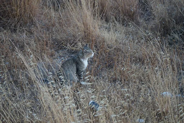 Chat Poil Court Gris Blanc Dans Prairie Kolimpia Rhodes Grèce — Photo