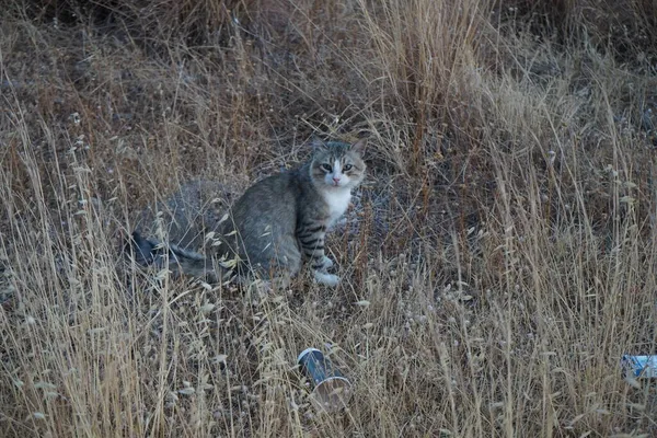草地上的灰白色短毛猫 希腊罗得岛科林皮亚 — 图库照片