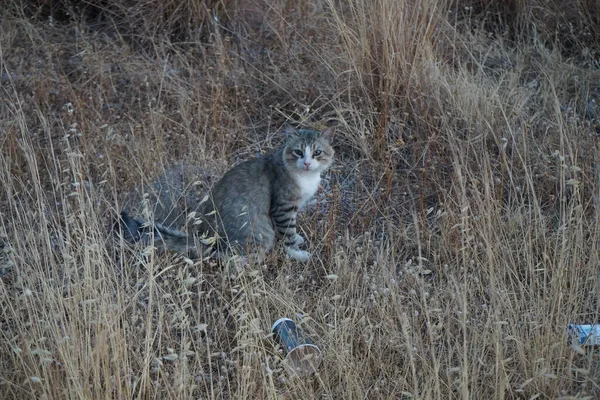 Gato Branco Acinzentado Prado Kolimpia Rodes Grécia — Fotografia de Stock