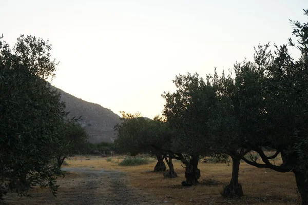 Оливковое Ботаническое Название Olea Europaea Означающее Европейская Олива Является Разновидностью — стоковое фото
