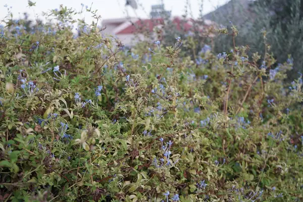Plumbago Auriculata Cape Leadwort Blue Plumbago Cape Plumbago Species Flowering — Zdjęcie stockowe