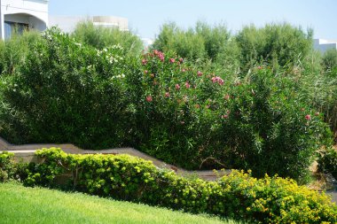 Lantana Camara çiçekleriyle çevrili bir merdiven ön planda çiçek açan Nerium zakkum çalılarının arka planına karşı Eylül ayında. Kolympia, Rodos, Yunanistan
