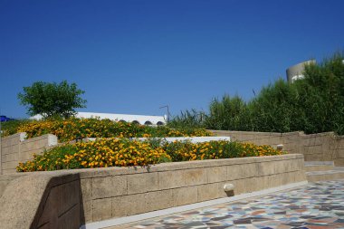 Lantana Camara 'nın çiçek açtığı güzel bir merdiven. Lantana camara (