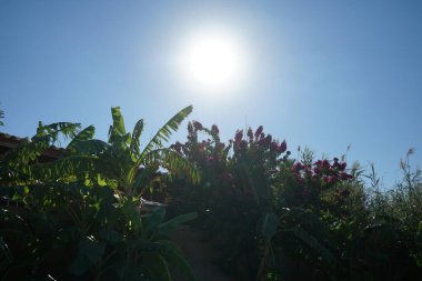 Çiçekli bir bougainvillea çalısı, onsuz yazın Rodos manzarası düşünülemez. Bougainvillea spectabilis, çiçekli bir bitki türüdür. Kolimpia, Rodos, Yunanistan