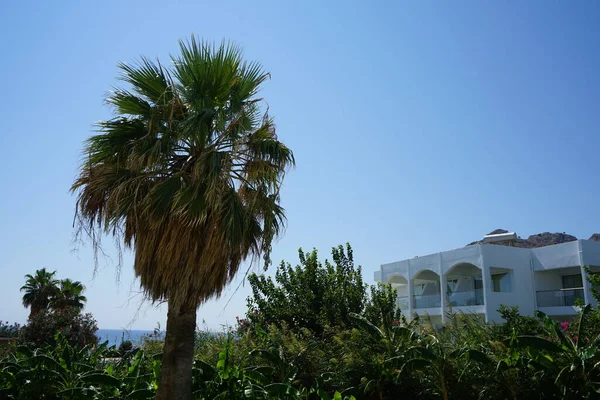 Palm Het Recreatiegebied Van Het Resort Kolympia Rhodos Griekenland — Stockfoto