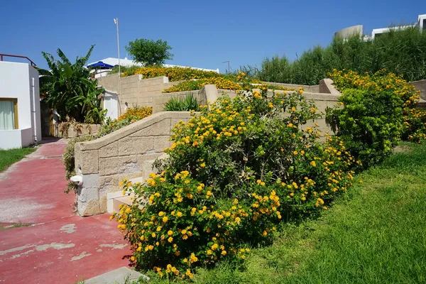 ランタナ カマラの花壇が咲く美しい階段 ランタナ カマラ Lantana Camara ランタナ Lantana スペイン国旗 Spain — ストック写真