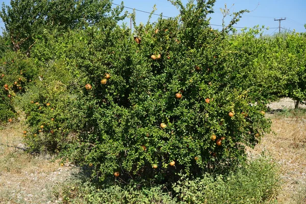 ザクロ Punica Granatum 果実を持つ落葉低木で 科のライトラセア Punicoideae の亜科です コリンピア ロードス島 ギリシャ — ストック写真