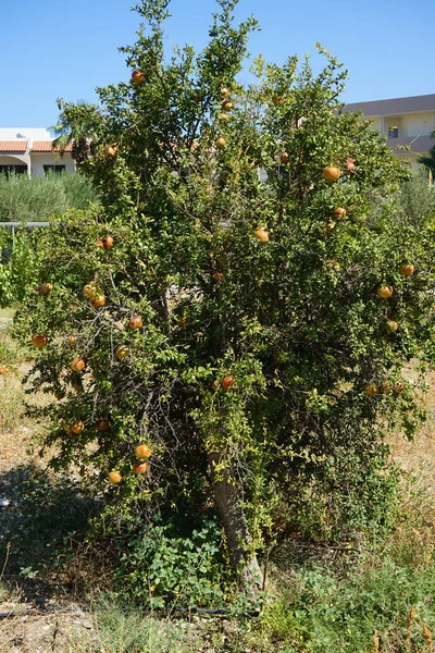 Punica Granatum Arbusto Caducifolio Frutal Familia Lythraceae Subfamilia Punicoideae Kolympia — Foto de Stock