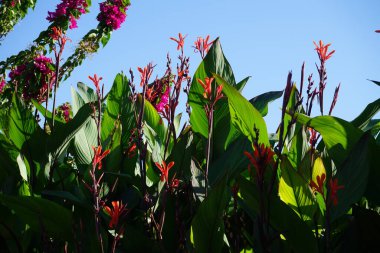 Cannaceae, Cannaceae familyasından çiçekli tek bitki türüdür. Kolympia, Rodos, Yunanistan