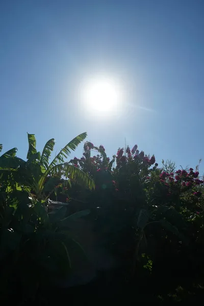 Kvetoucí Keř Bougainvillea Bez Něhož Jsou Krajiny Letního Rhodosu Prostě — Stock fotografie