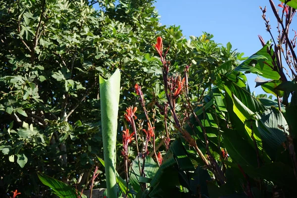 油菜花或油菜花是油菜科植物中唯一的开花植物属 希腊罗得岛Kolympia — 图库照片